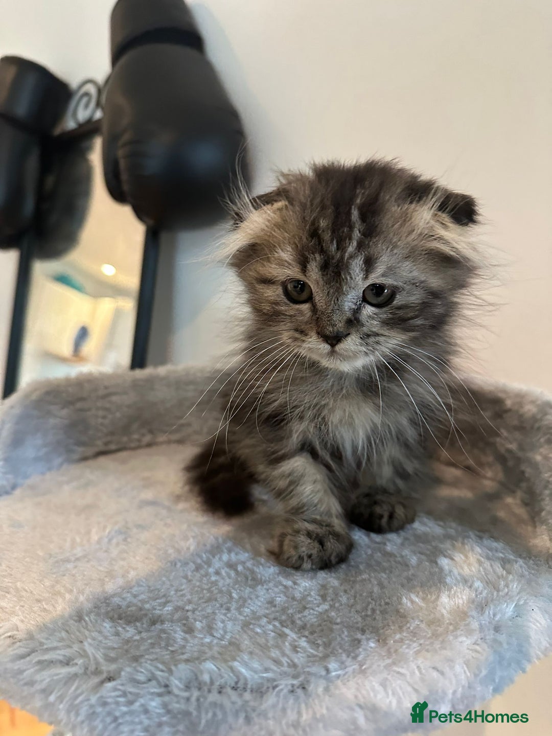 Scottish Fold cats for sale: Adorable Scottish fold kittens - Image 2