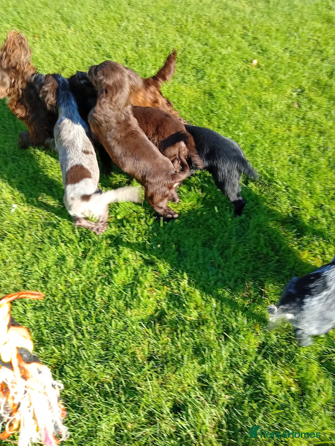 Cocker Spaniel dogs for sale: Working cocker spaniel pups - Image 4