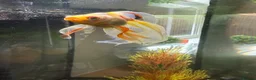 Fancy Goldfish fish for sale: Fancy Goldfish for Rehome in Guildford - Advert 4