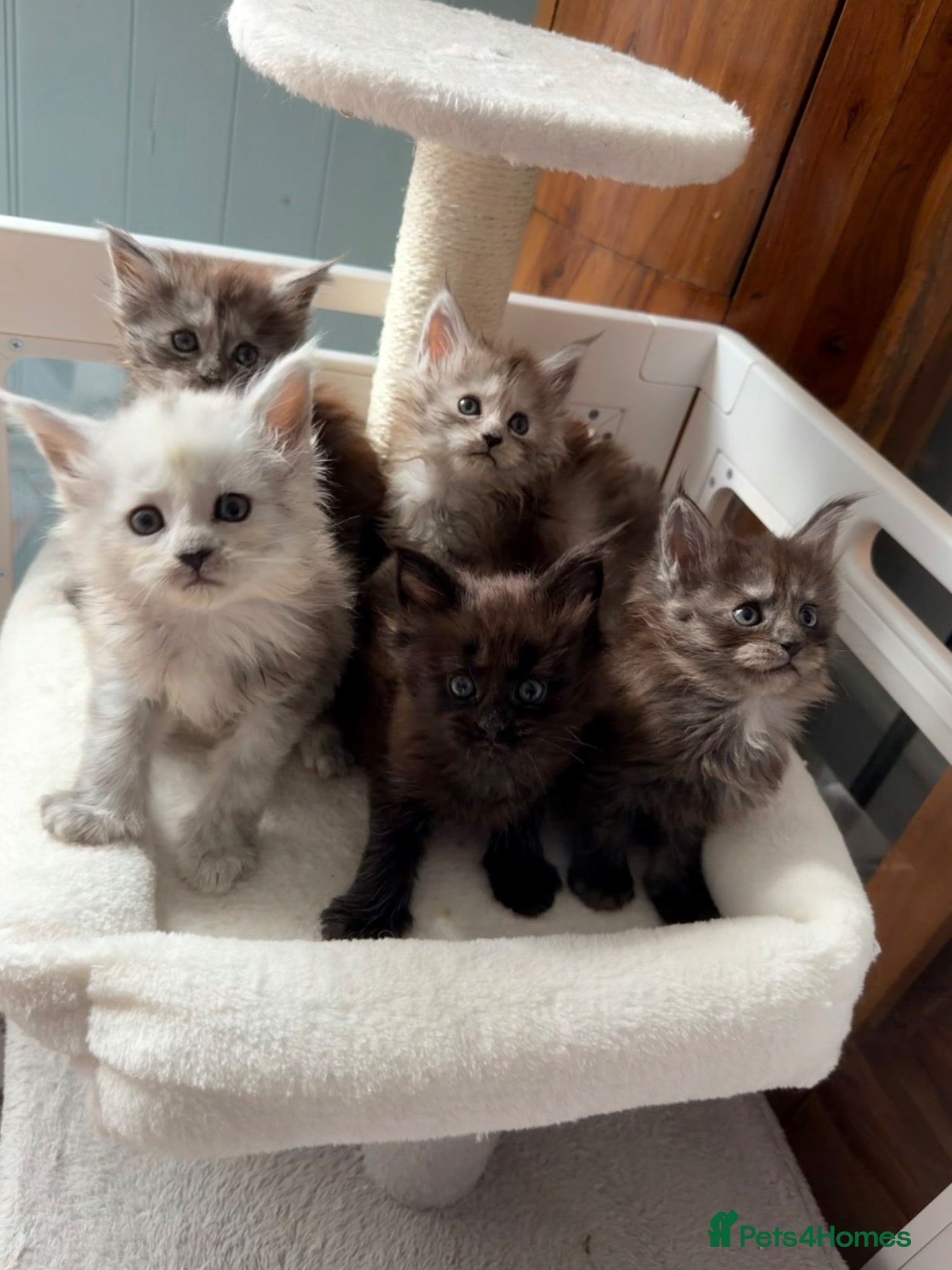 Maine Coon cats for sale: Beautiful high smoked and smoked kittens for sale  - Advert 1