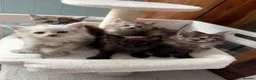 Maine Coon cats for sale: Beautiful high smoked and smoked kittens for sale  - Advert 1