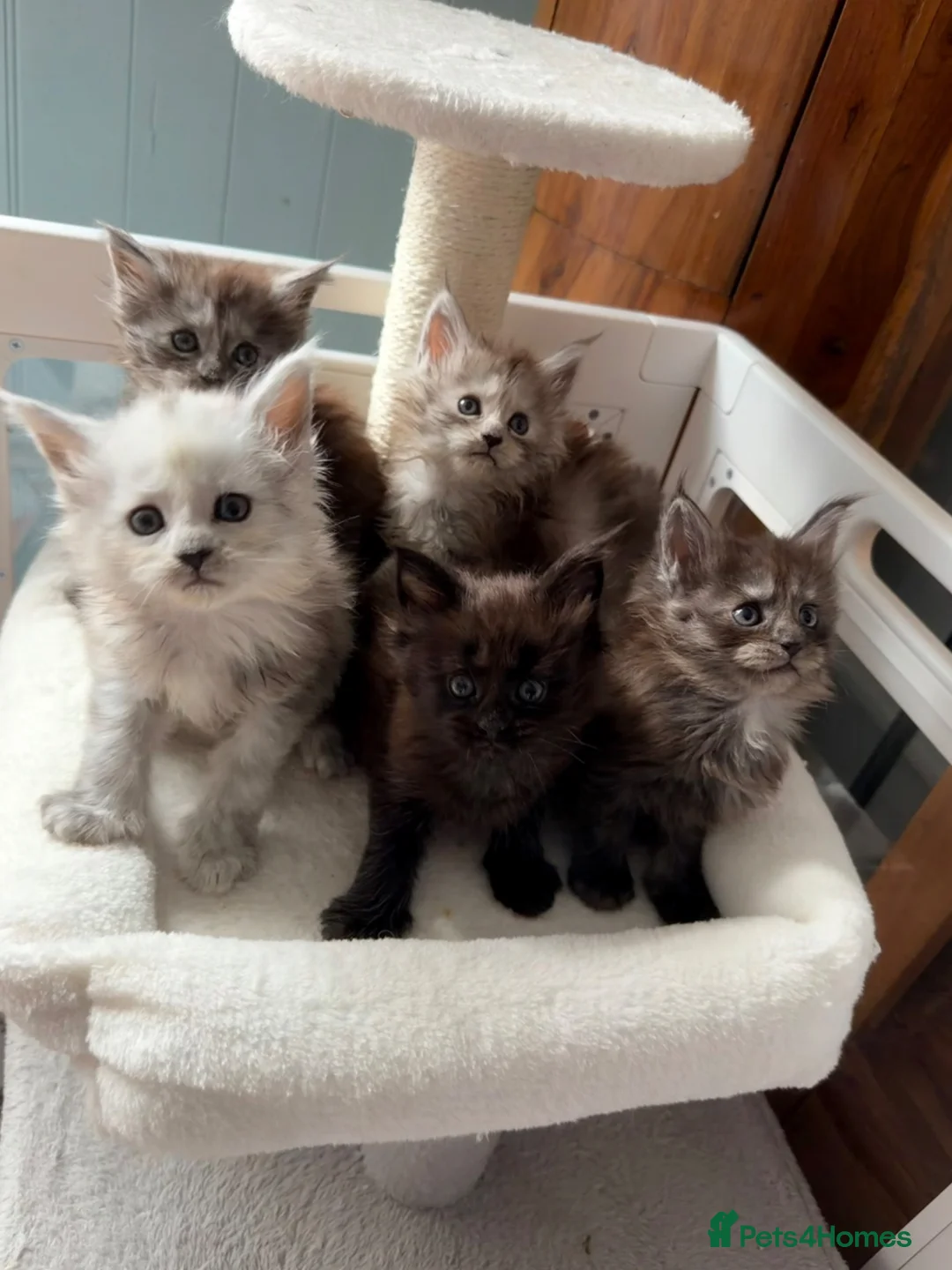 Maine Coon cats for sale: Beautiful high smoked and smoked kittens for sale  - Advert 1