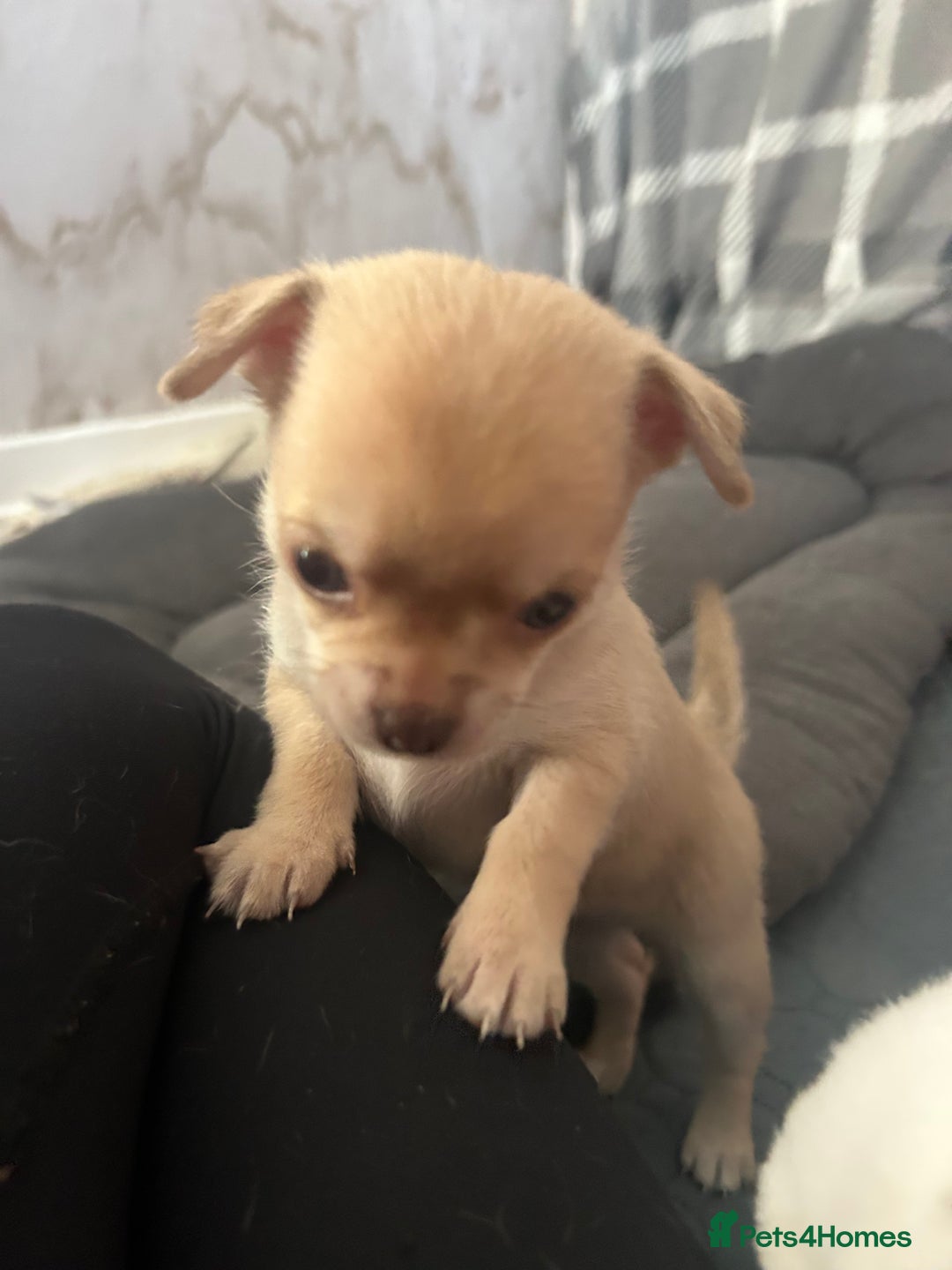 Chihuahua dogs for sale: smooth coat chihuahuas. Only the little boy left  - Advert 30