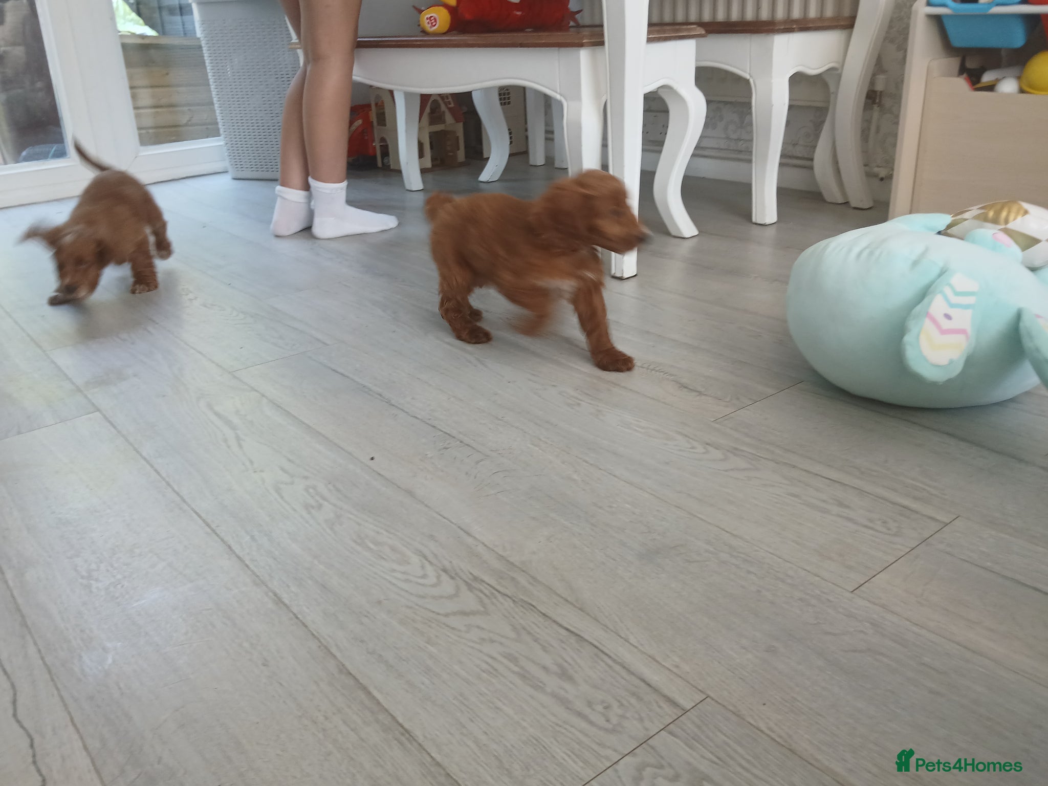 Cockapoo dogs Red and apricot cockedpoo puppys - Advert 2