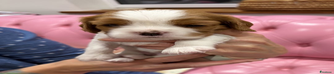 Cavalier King Charles Spaniel Puppy 6