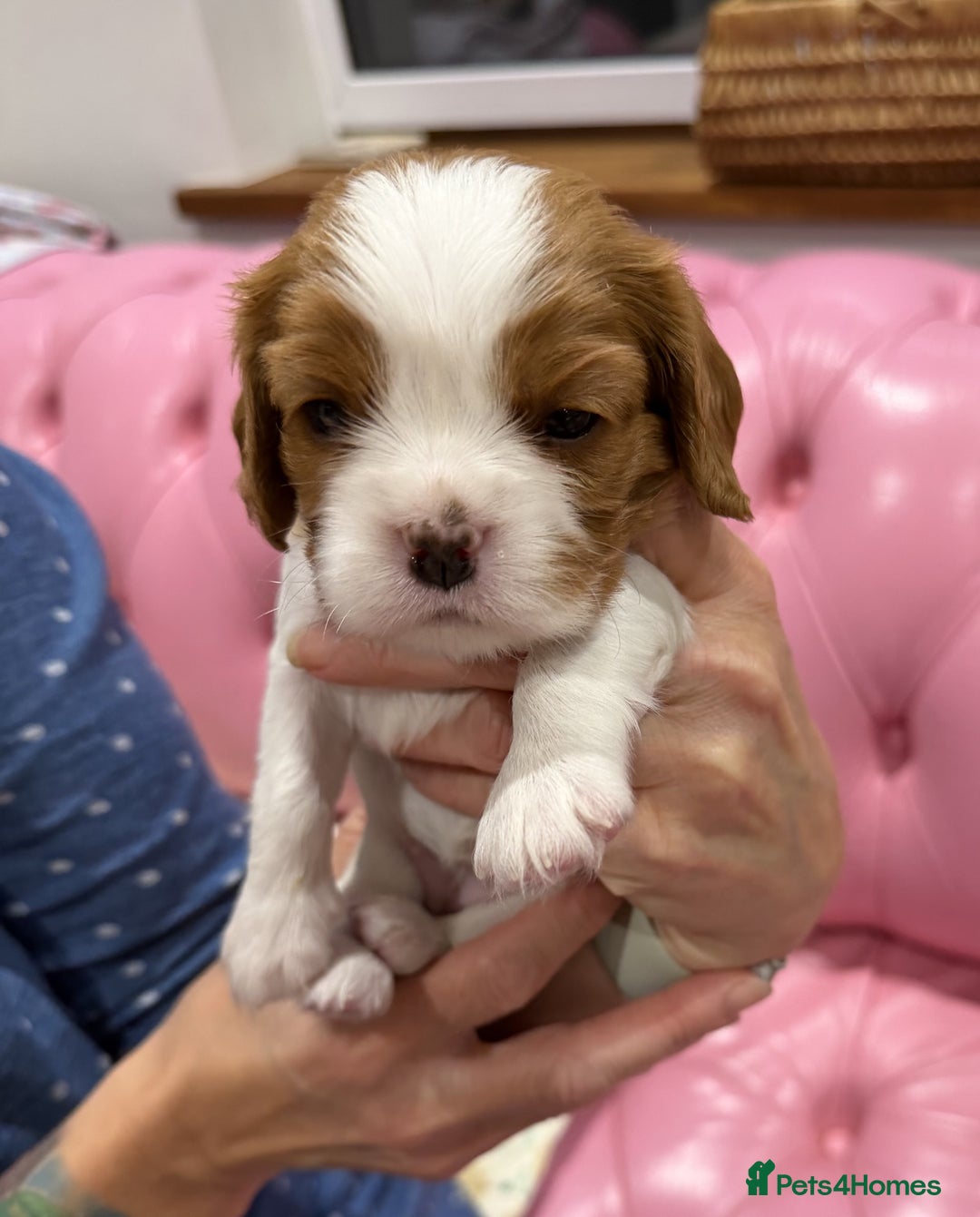 Cavalier King Charles Spaniel dogs for sale: Cavalier King Charles Spaniel puppies - Advert 9