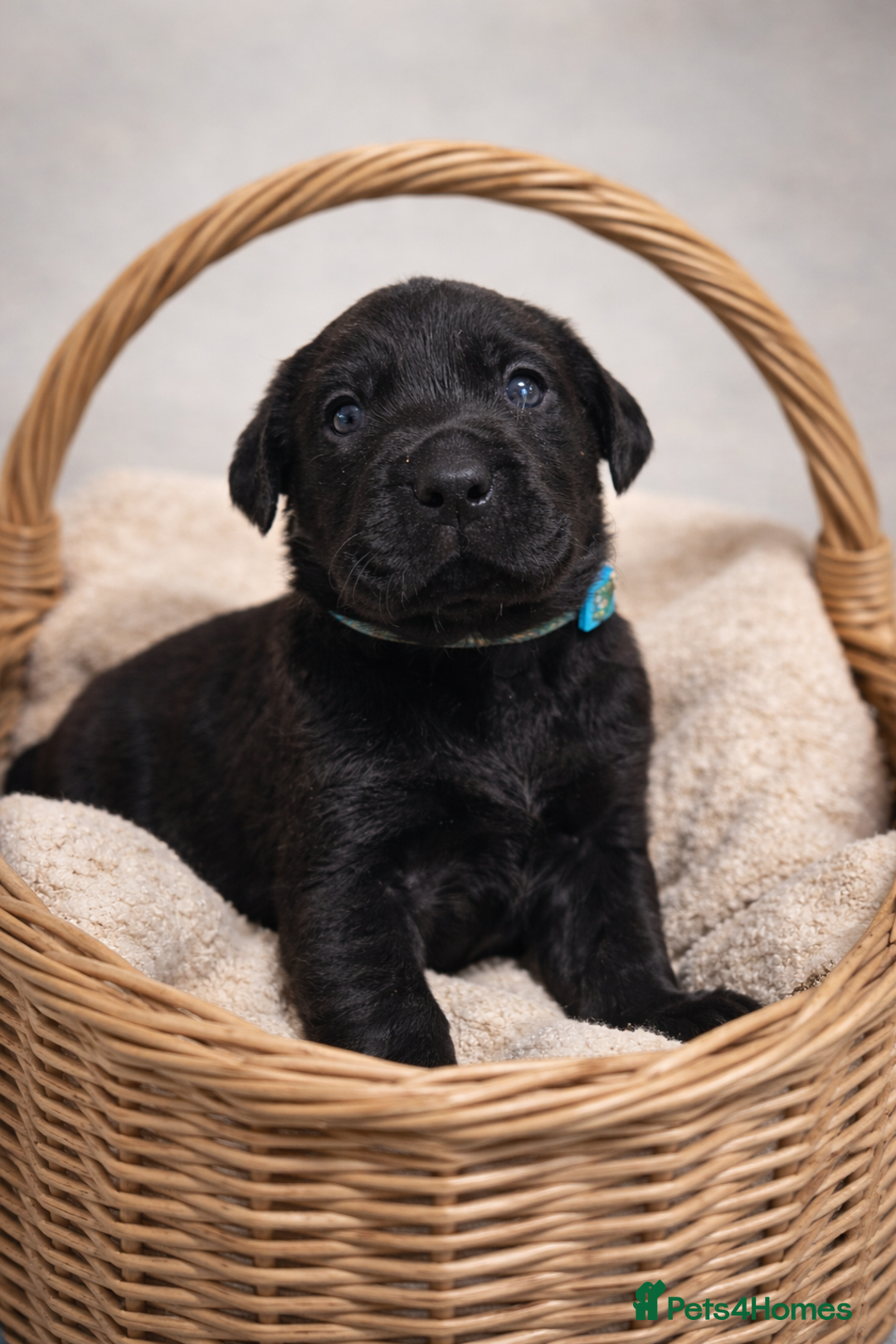 Labrador Retriever dogs for sale: YELLOW/BLACK Exceptional Labrador retriever boys - Advert 6