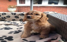 Cockapoo dogs for sale: F1 cockerpoo puppies  - Image 14