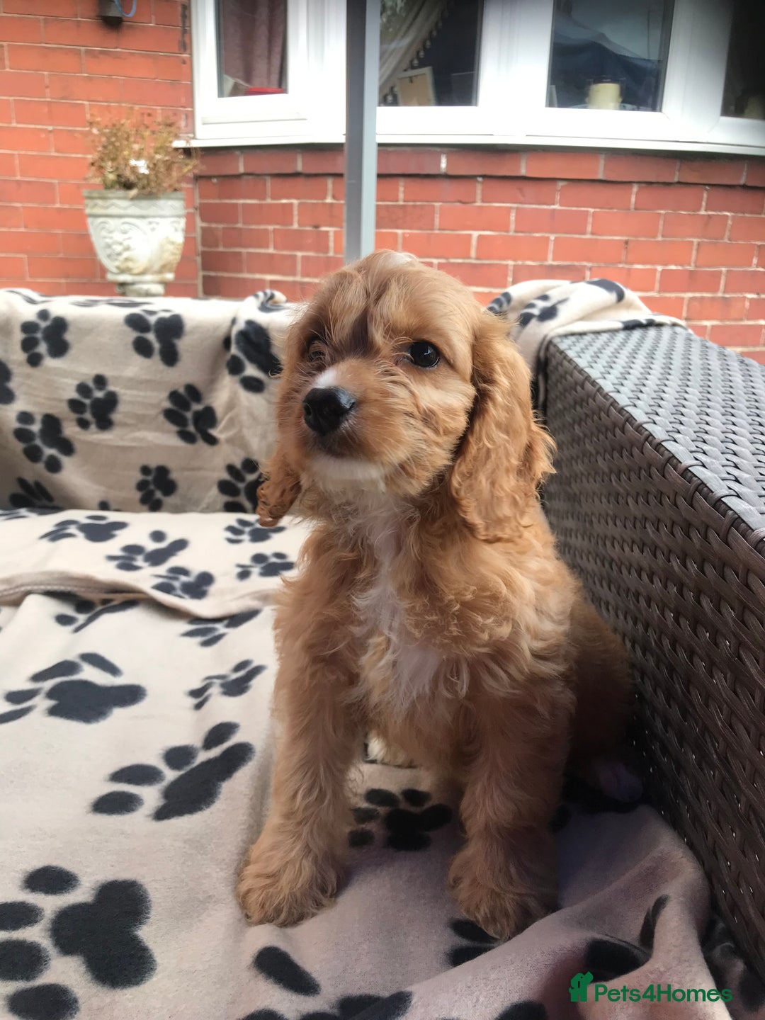 Cockapoo dogs for sale: F1 cockerpoo puppies  - Image 14