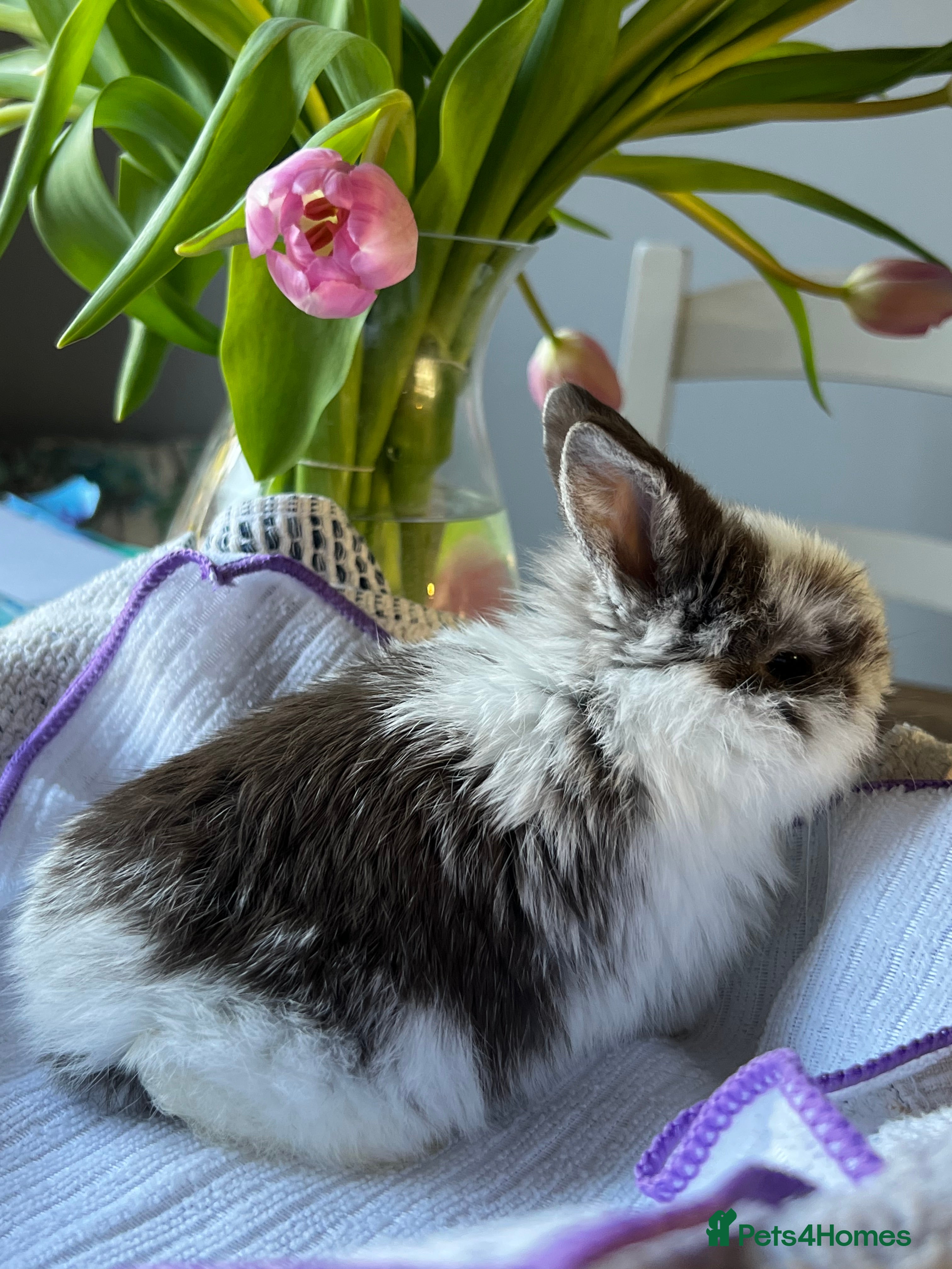 Mini Lop rabbits 3 beautiful pure bred mini lops - Advert 7