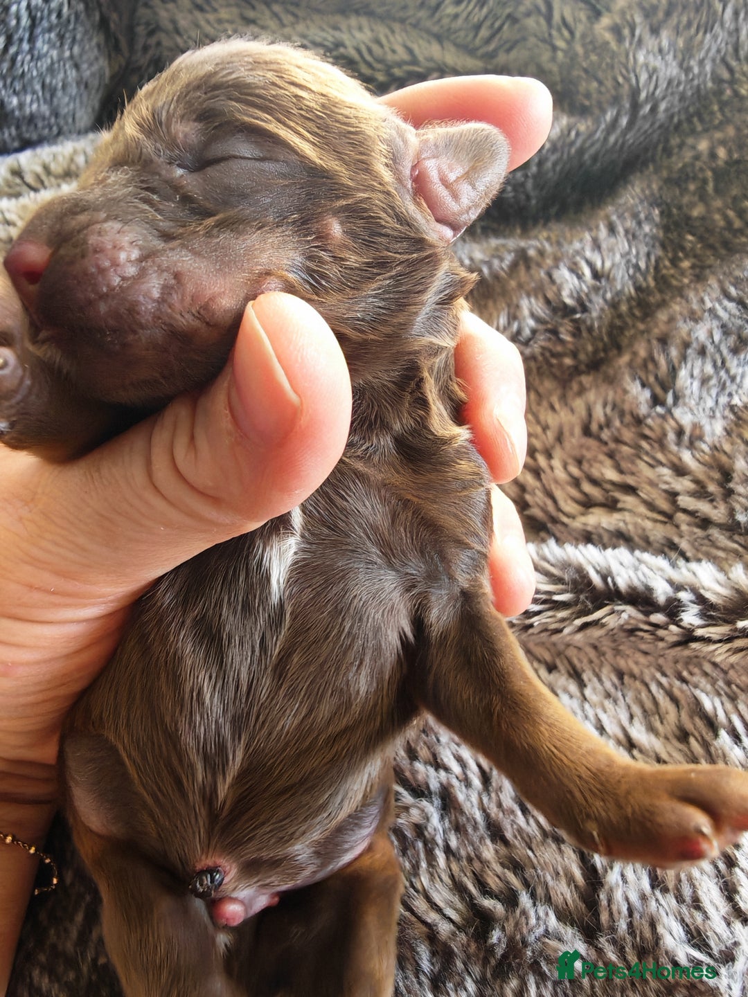 Cockapoo dogs for sale: Cockapoos F1 DNA Health tested patents - Advert 6