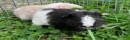 Guinea Pig rodents for sale: Pure bred Teddy boys/boars/males - Advert 6