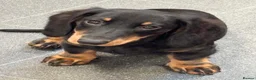 Miniature Dachshund dogs for sale: Miniature Dachshund Puppies - Ready for homes - Advert 2