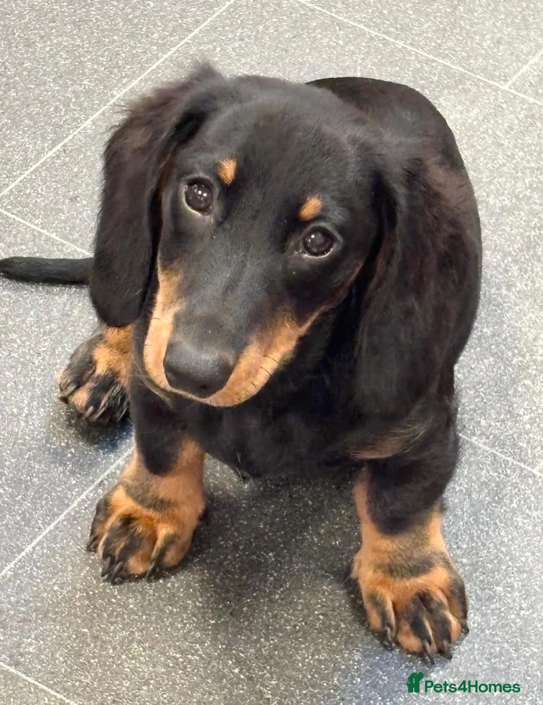 Miniature Dachshund dogs for sale: Miniature Dachshund Puppies - Ready for homes - Advert 2