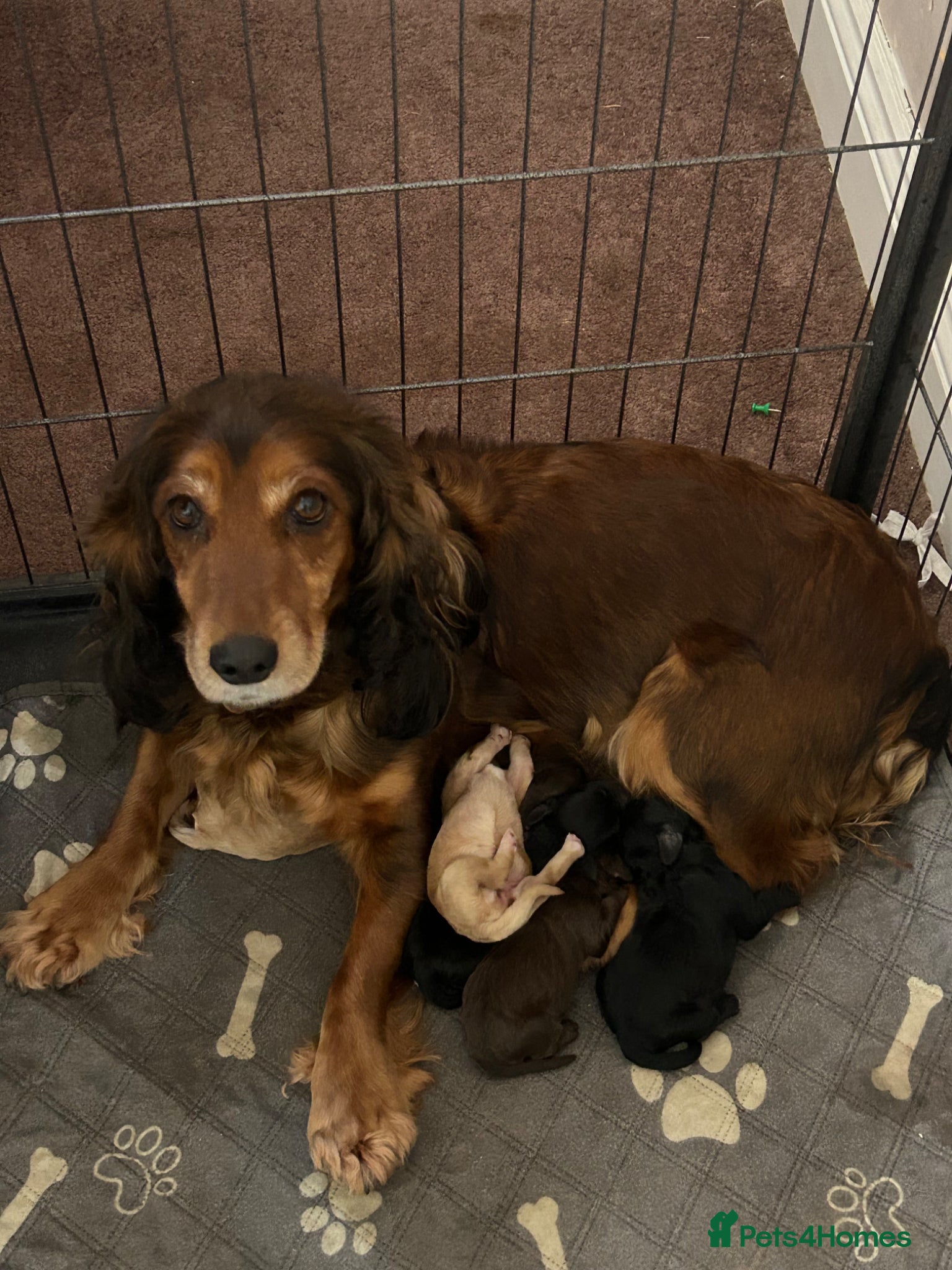 Cockapoo dogs Cockapoo F1 - Advert 1