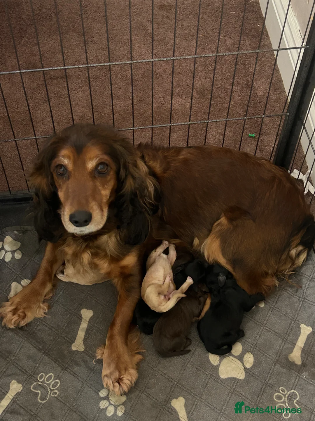 Cockapoo dogs for sale: Cockapoo F1 - Advert 1