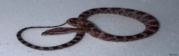 Corn Snake reptiles for sale: Baby Corn Snakes 🐍  - Advert 13