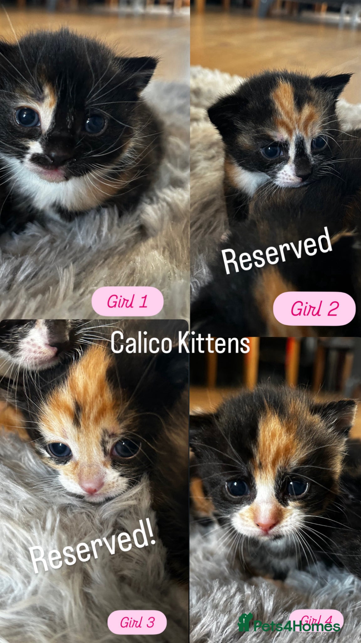 Mixed Breed cats Calico Kittens - Advert 17