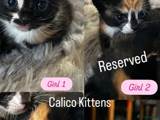 Mixed Breed cats Calico Kittens - Advert 17