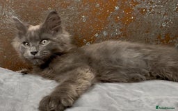 Maine Coon cats for sale: Championship bloodline GCCF Maine Coon kittens - Image 14