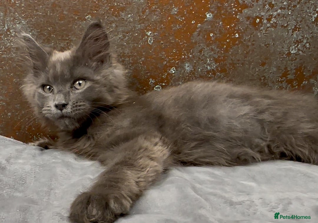 Maine Coon cats for sale: Championship bloodline GCCF Maine Coon kittens - Image 14