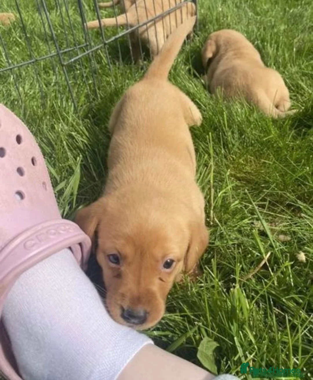 Labrador Retriever dogs for sale: Beautiful kc registered fox red labrador puppies - Advert 2