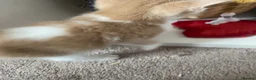 British Shorthair cats for sale: Final British Blue Cross Kitten – Ready NOW! - Advert 12