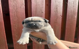 Cane Corso dogs for sale: cane corso pups - Image 10