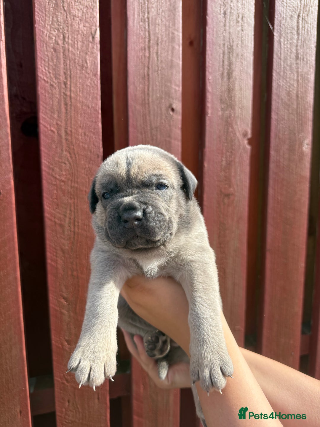 Cane Corso dogs for sale: cane corso pups - Image 10