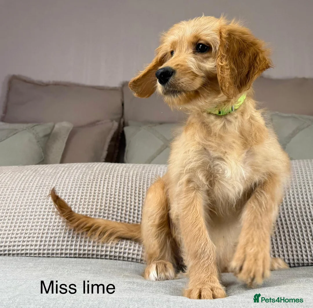 Goldendoodle dogs for sale: These will be stunning adults. Real head turners. - Advert 8