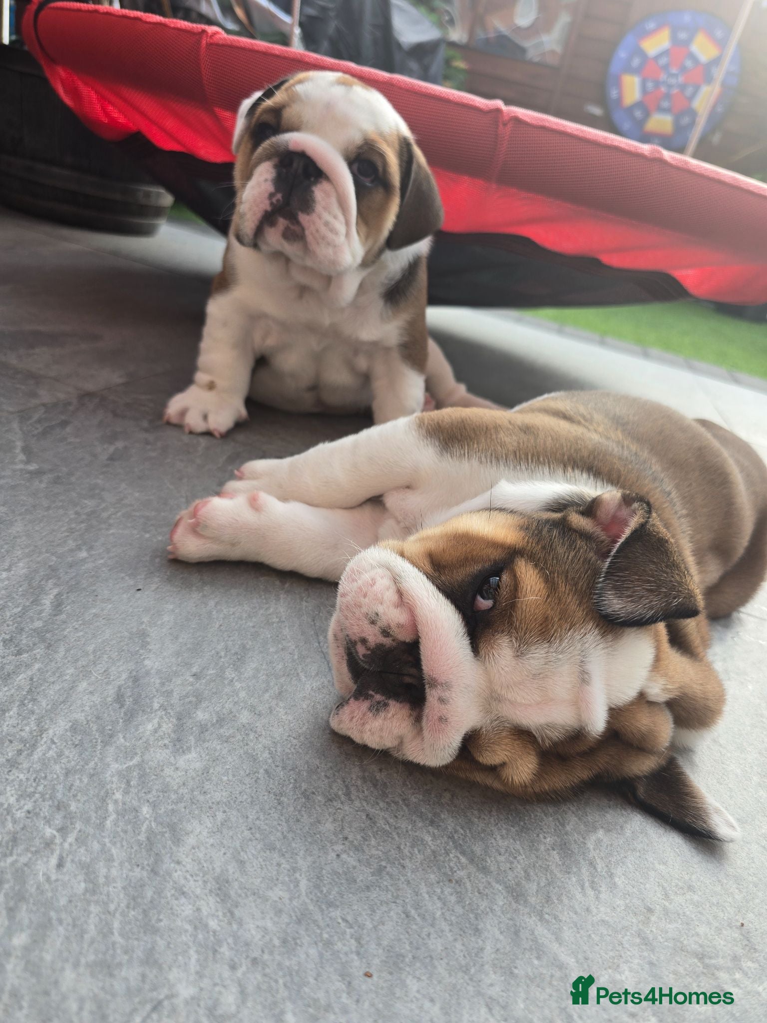 English Bulldog dogs 🐾 Beautiful KC Reg English Bulldog Puppies 🐶 - Advert 2