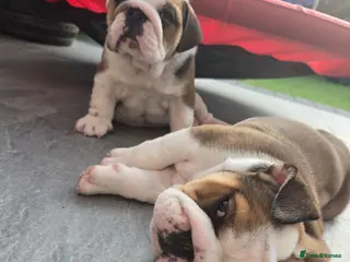 English Bulldog dogs 🐾 Beautiful KC Reg English Bulldog Puppies 🐶 - Advert 2