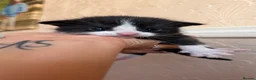 Mixed Breed cats for sale: Four kittens  - Advert 2