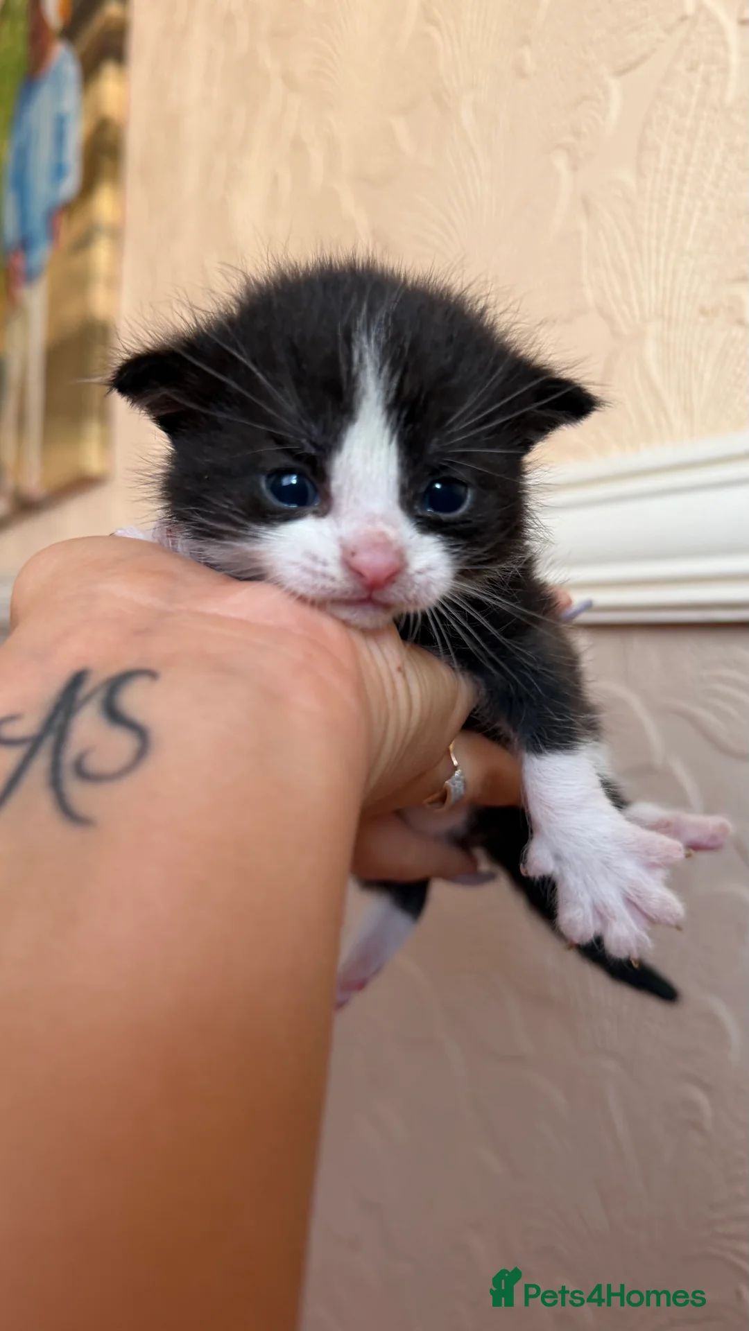 Mixed Breed cats for sale: Four kittens  - Advert 2