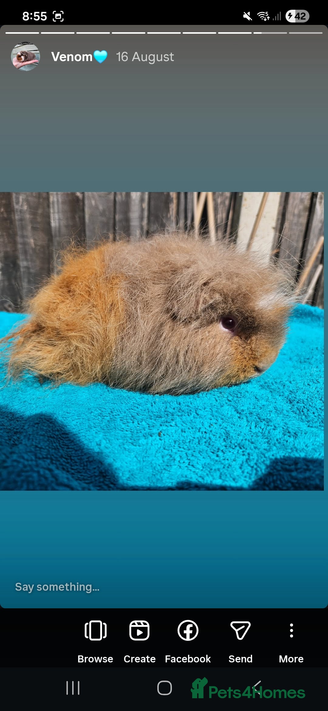 Guinea Pig rodents for sale: Male swiss - Advert 3