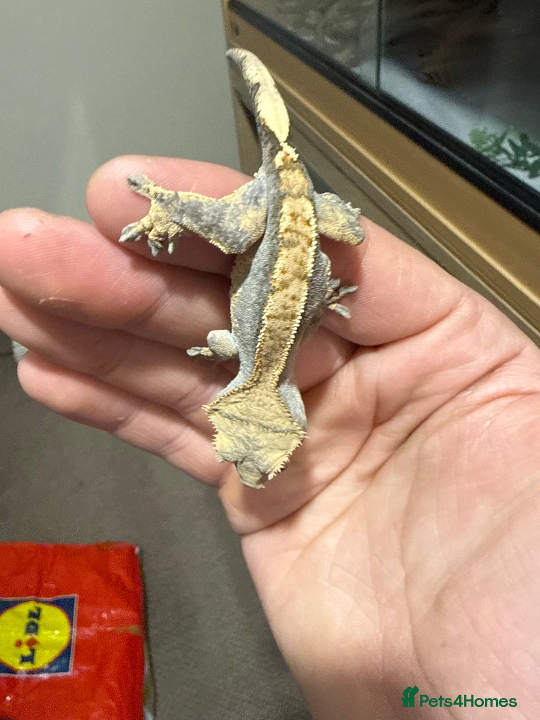 Gecko reptiles for sale: 🔥🔥 CRESTED GECKOS 🔥🔥🔥 - Advert 5