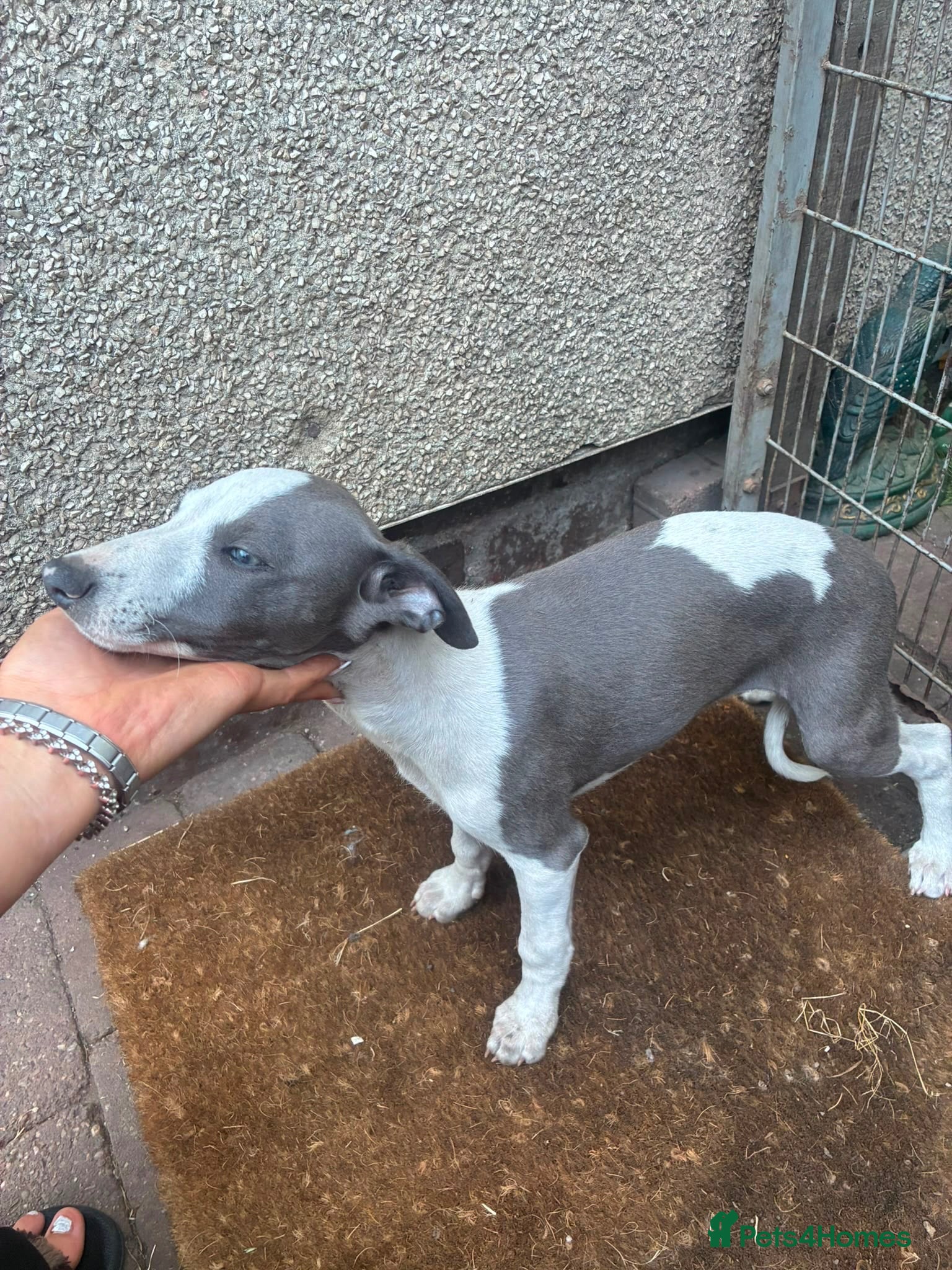 Whippet dogs Whippet Puppies  - Advert 18