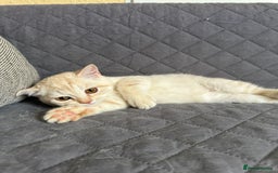 British Shorthair cats for sale: Stunning British Shorthair Kittens & adule cat - Image 33