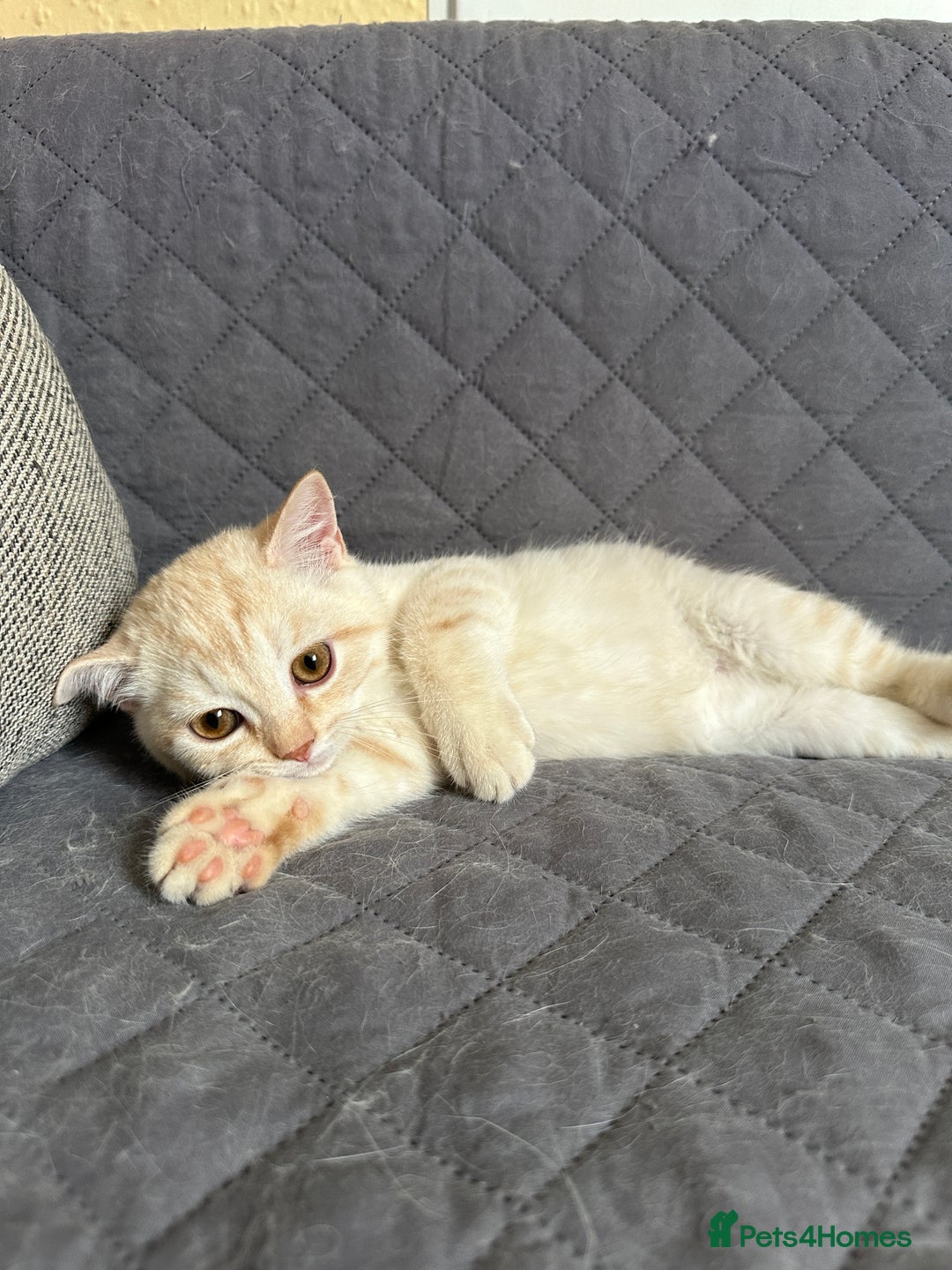 British Shorthair cats for sale: Stunning British Shorthair Kittens & adule cat - Image 33