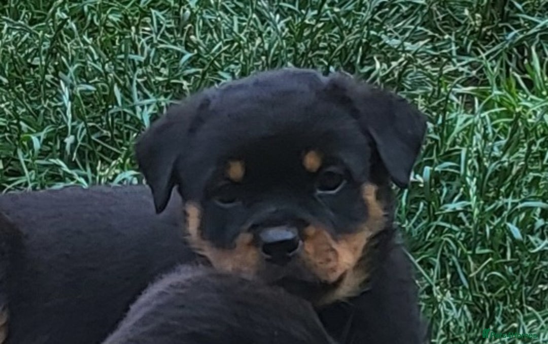 Rottweiler dogs for sale: Kc Show Quality Puppy Bitch!! in Chester-le-Street - Image 5