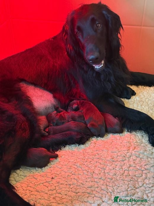 Flat coated Retriever dogs Stunning Kc Reg LIVER Flatcoats - Advert 13