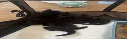 Mixed Breed cats for sale: Bsh cross mixed breed kittens  ready 17august  - Advert 10