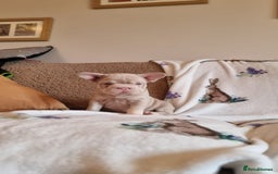 French Bulldog dogs for sale: Adorable pink and fluffy french bulldogs puppies  - Image 10