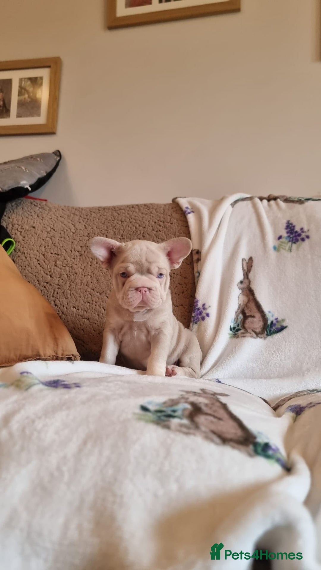 French Bulldog dogs for sale: Adorable pink and fluffy french bulldogs puppies  - Image 10