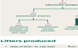 Labrador Retriever dogs for stud: Hugo The Silver Labrador - Image 2