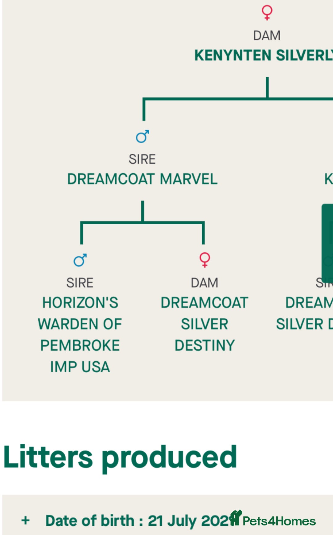 Labrador Retriever dogs for stud: Hugo The Silver Labrador - Image 2