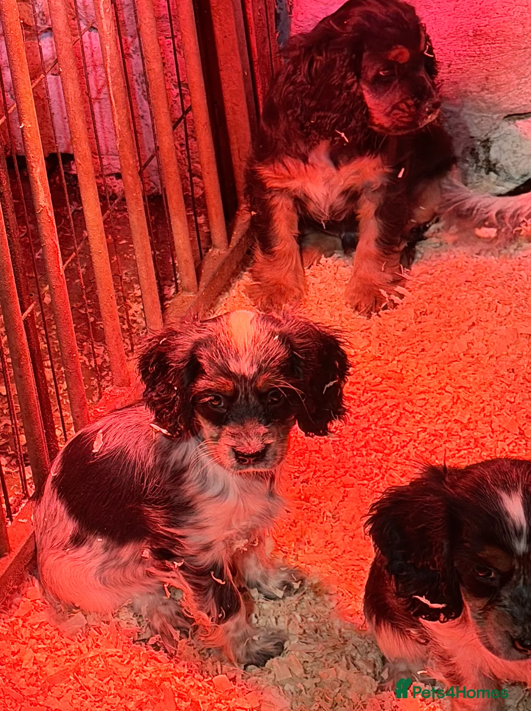 Cocker Spaniel dogs for sale: Stunning ideal family pups  - Advert 16