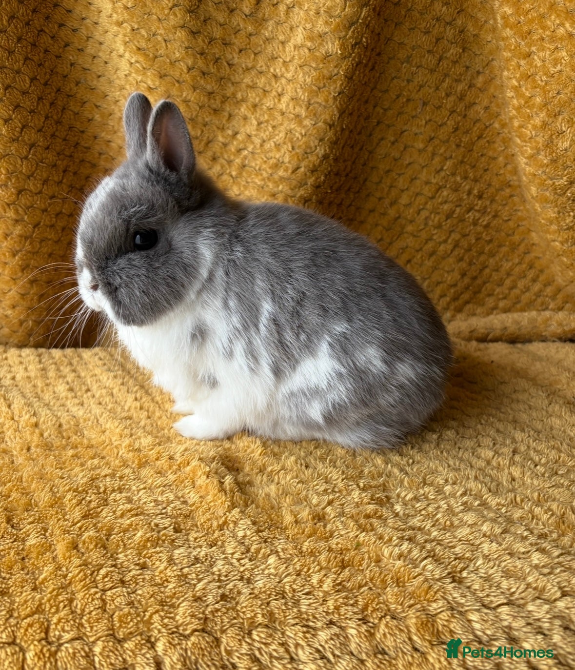 Netherland Dwarf rabbits Gorgeous Netherland dwarves  - Advert 1