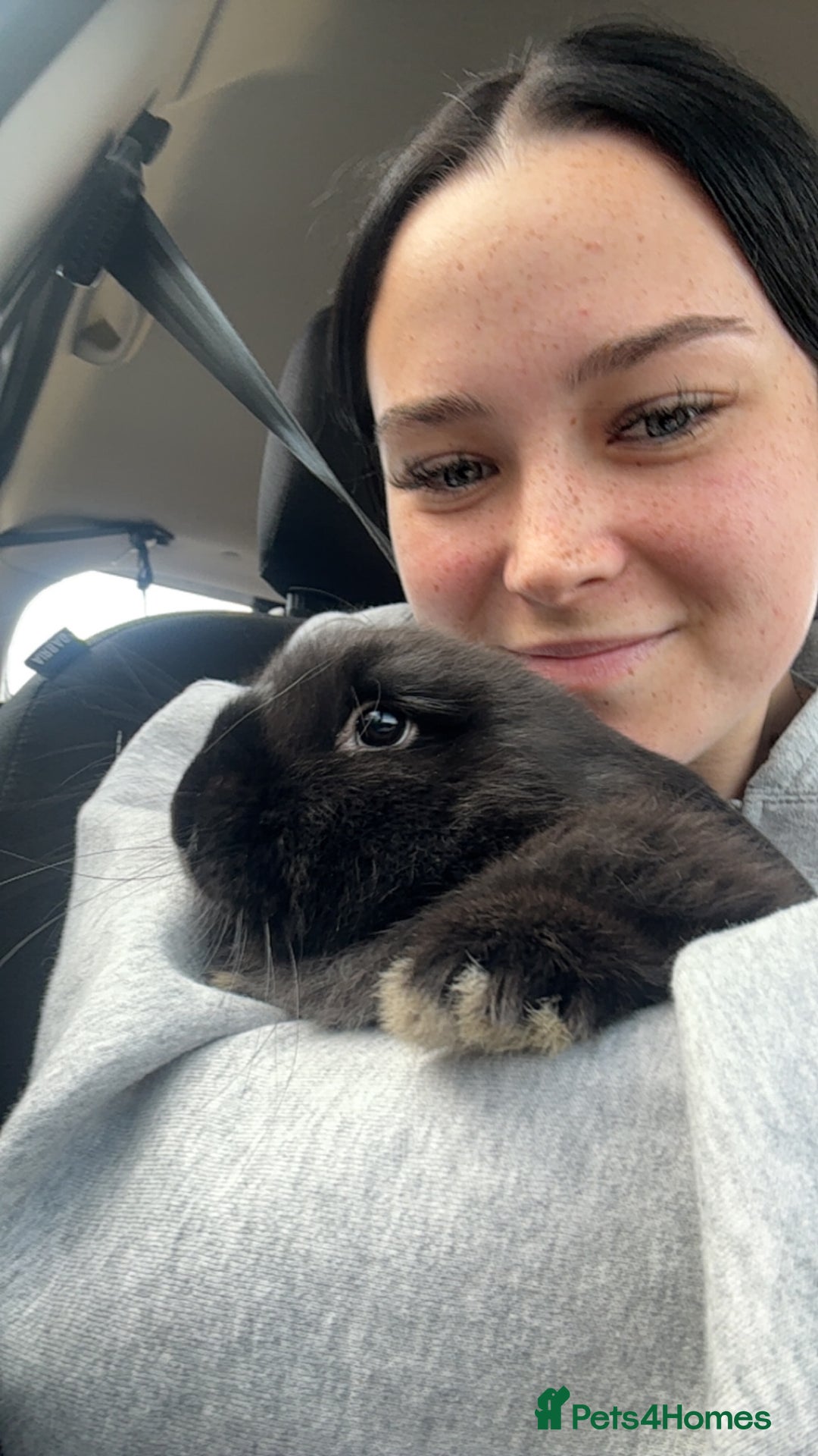 French Lop rabbits for sale: Black French Lop Giant Rabbit  - Image 2