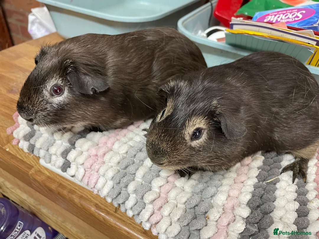 Guinea Pig rodents for sale: Pair of Beautiful Boys - Advert 2